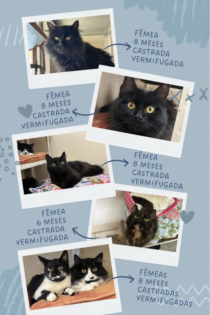 Doação responsável de gatos - Foto 4