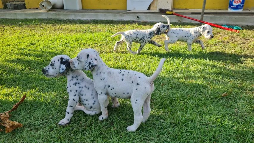 dalmata filhote - Foto 2