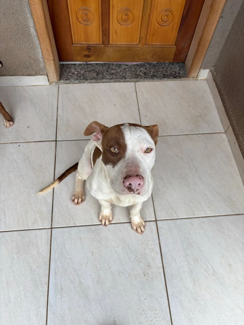 Pitbull macho - Foto 3