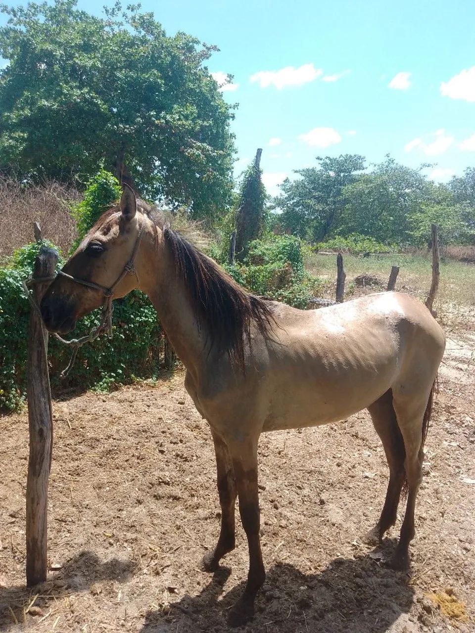Potra - Foto 5