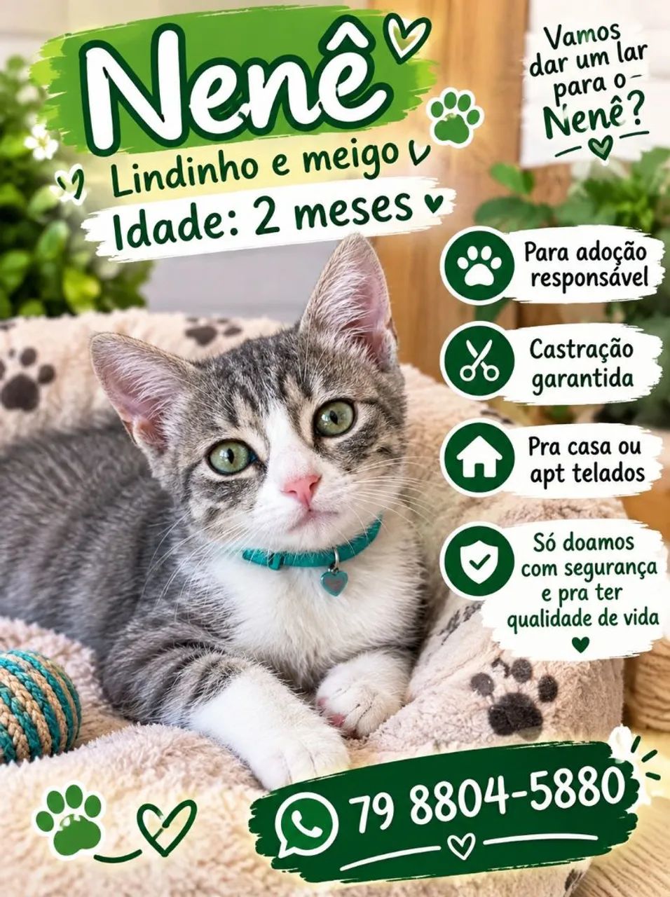  LINDOS FILHOTES - Foto 4