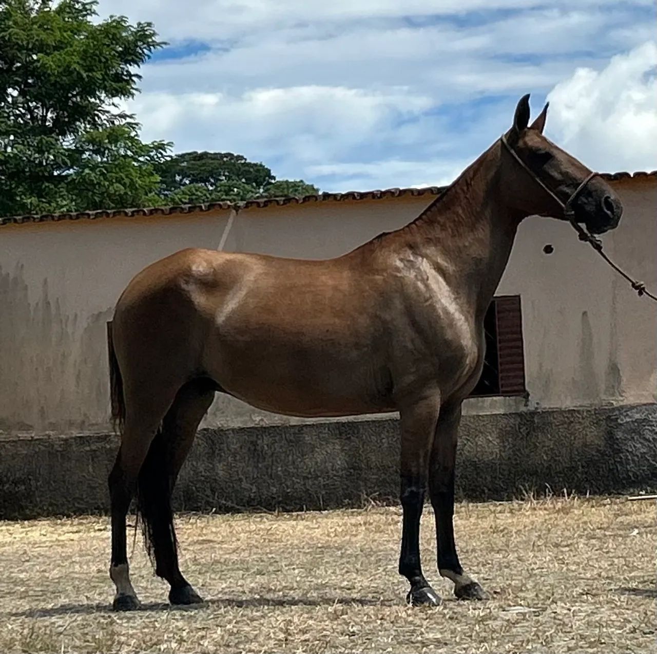 Vendo égua campolina genuína de marcha picada  - Foto 6