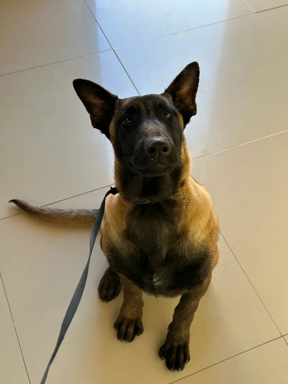 Pastor belga Malinois 