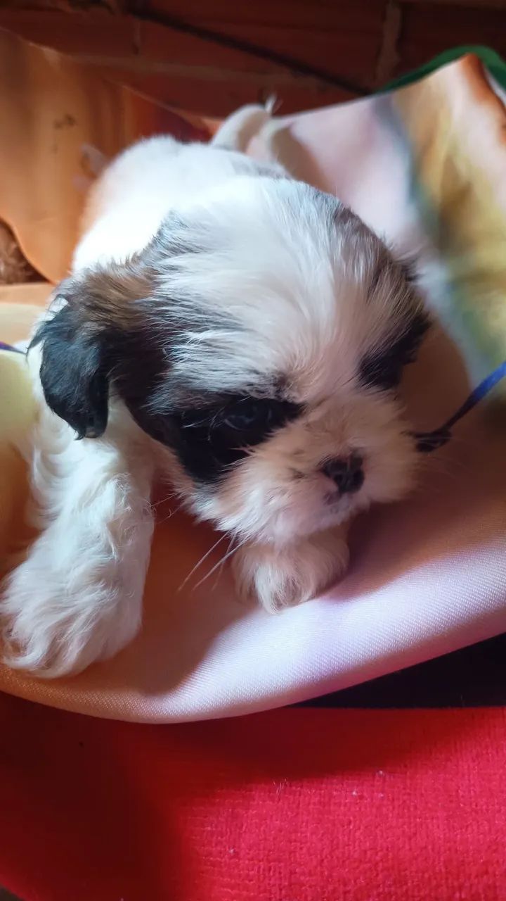 Pet - Foto 5