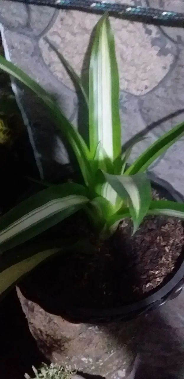 Bromélia Guzmania - Foto 2