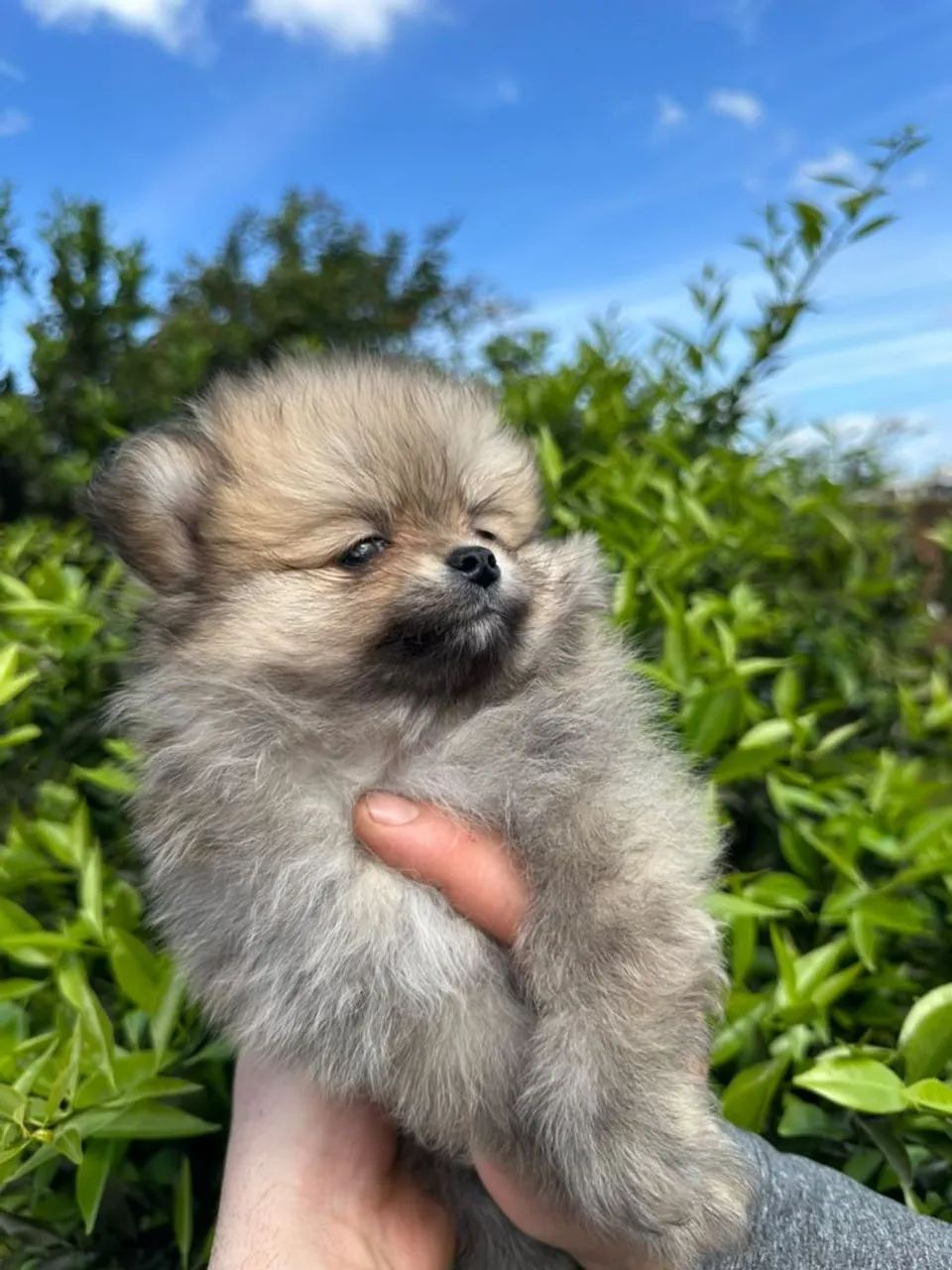 Lula da pomerania  - Foto 5