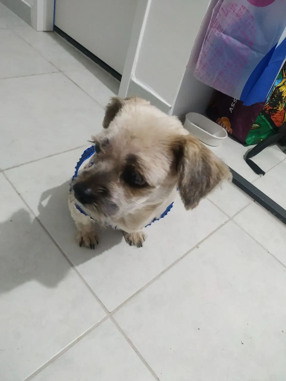 Shitzu 