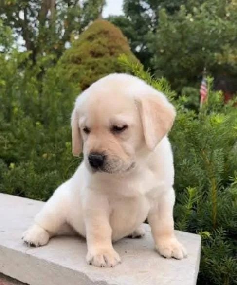 Labrador Filhotes Robustos. 