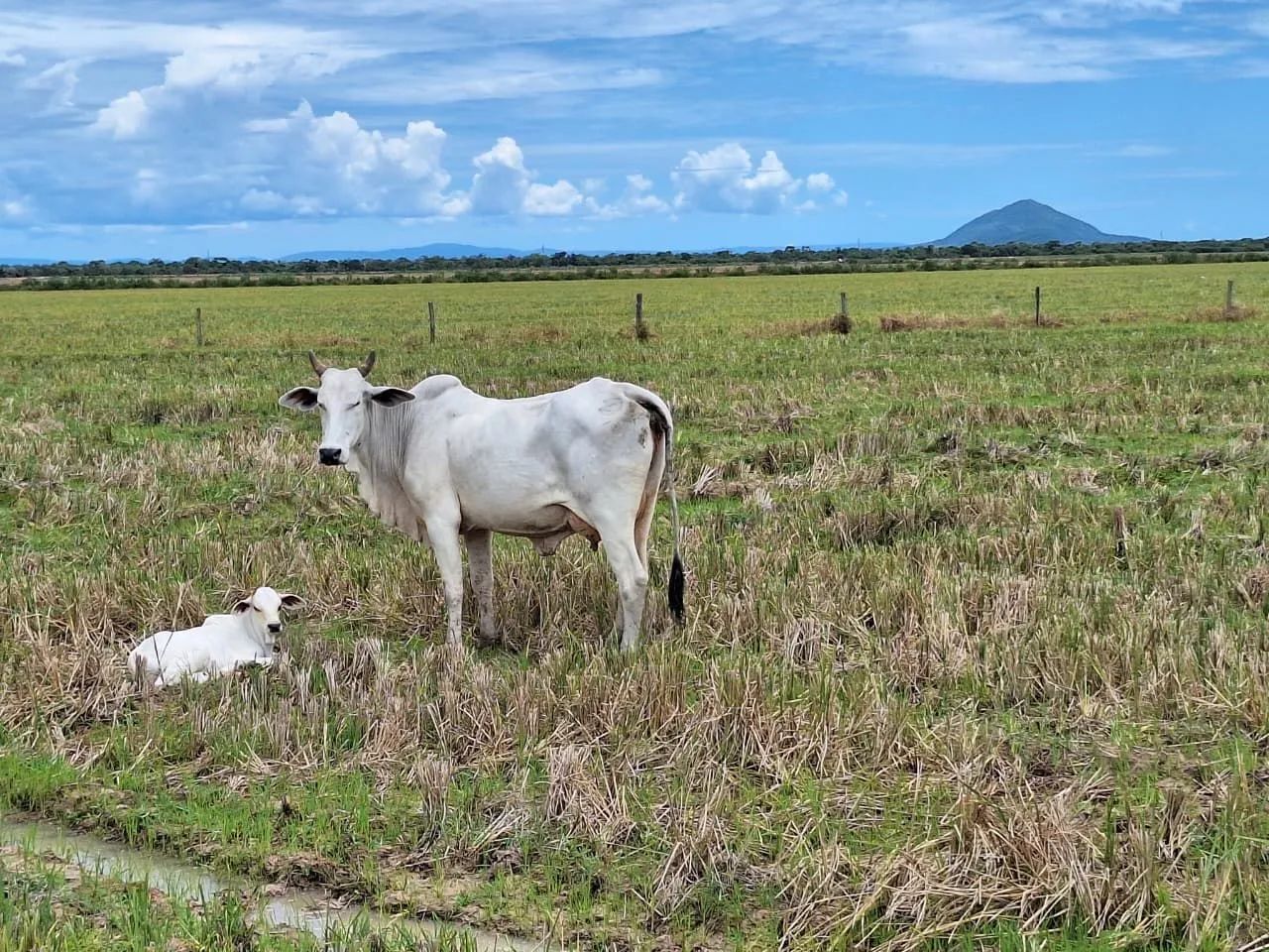 FAZENDA NO TOCANTINS PRÓXIMO AO GOIÁS 