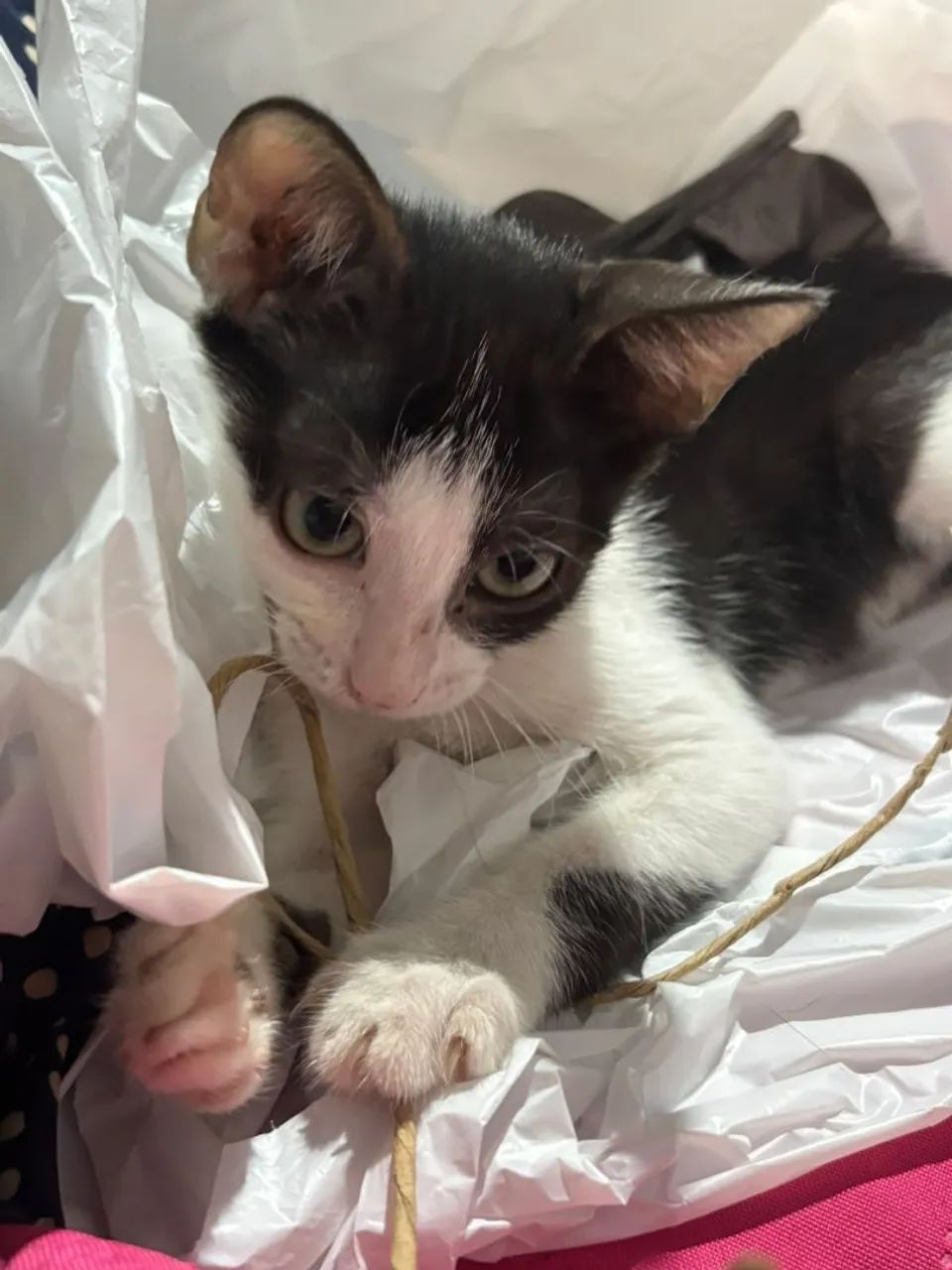 Gata para adoção  - Foto 2