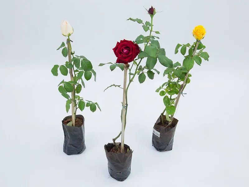 Planta Roseira  - Foto 2