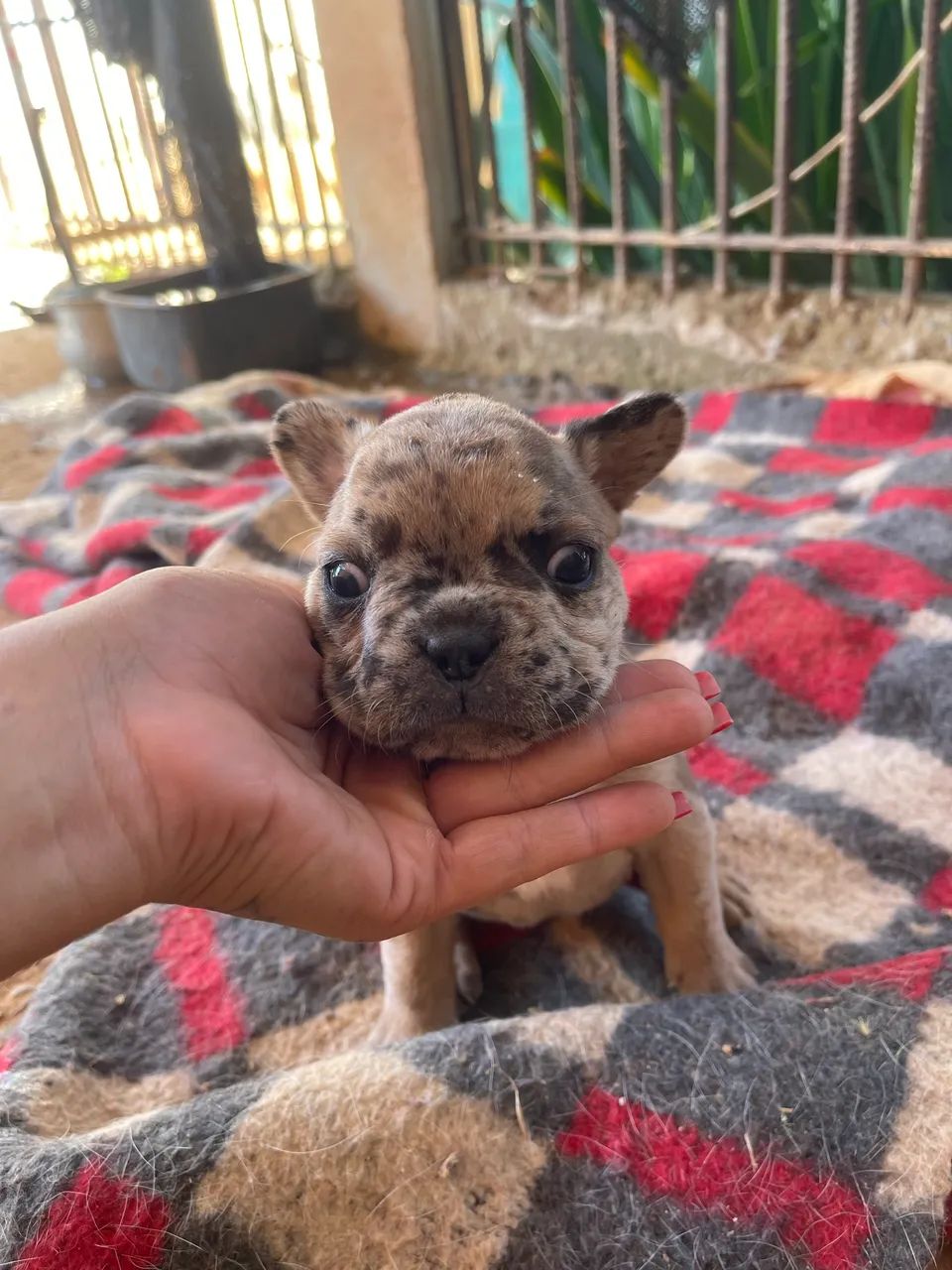 Vendo buldogue francês  - Foto 2