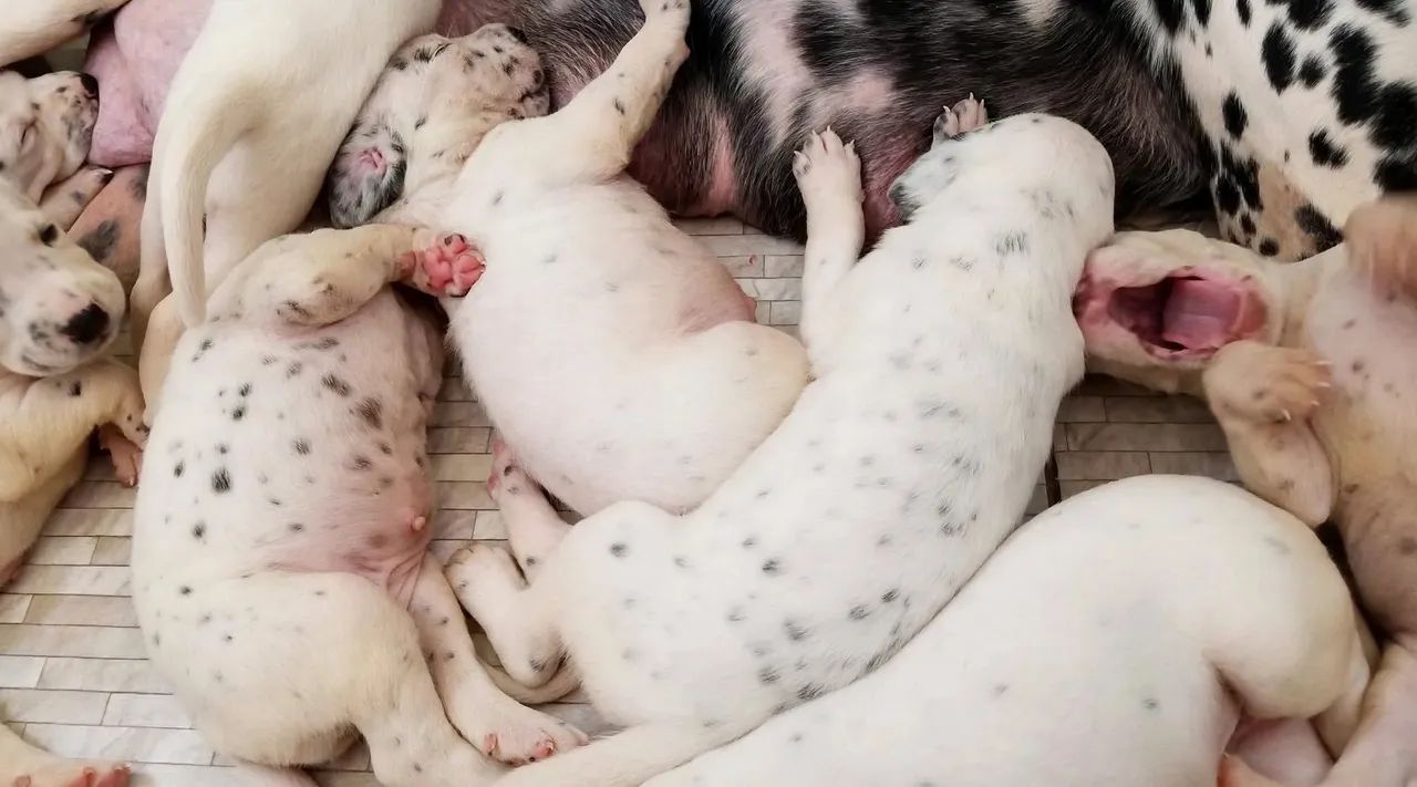 Filhotes de Dalmata - Foto 5