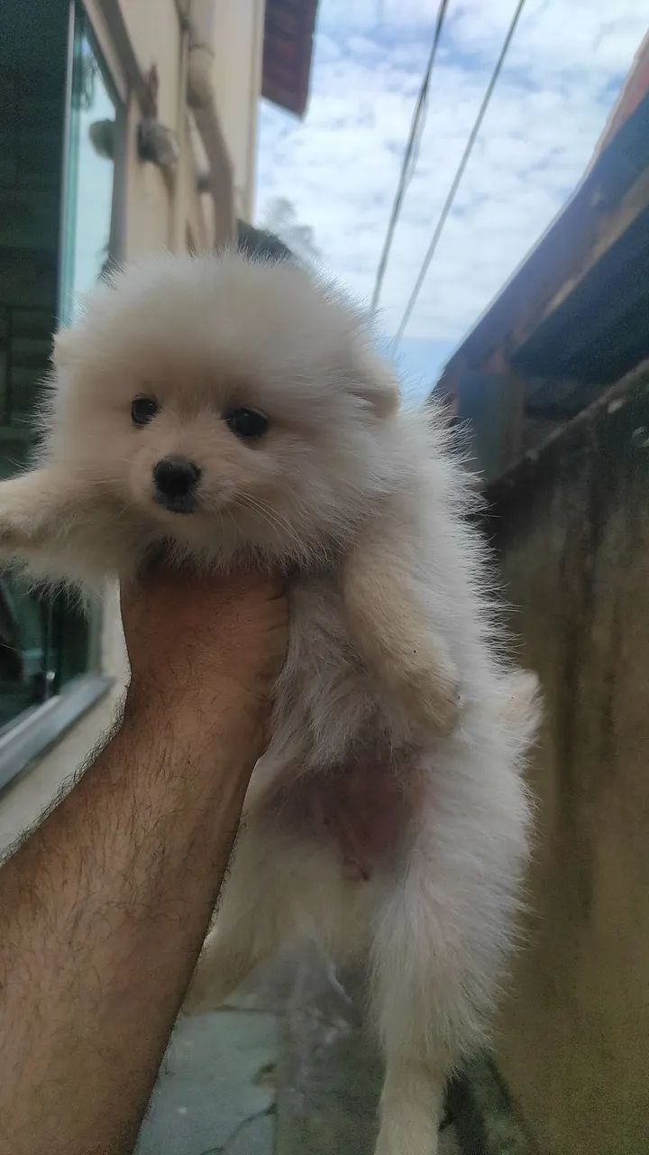 Lulu Pomerânia  - Foto 3