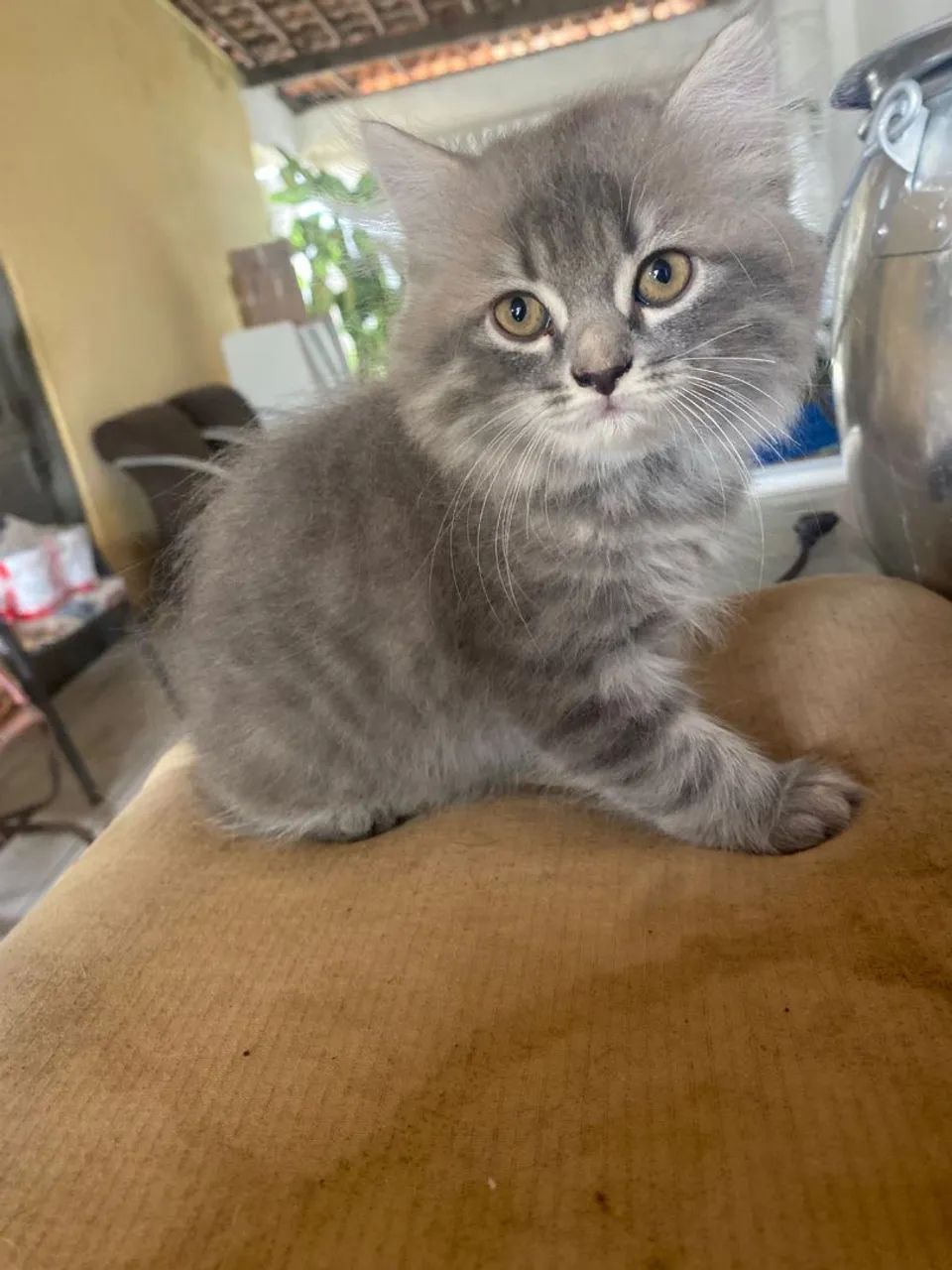 Gatinha persa - Foto 5