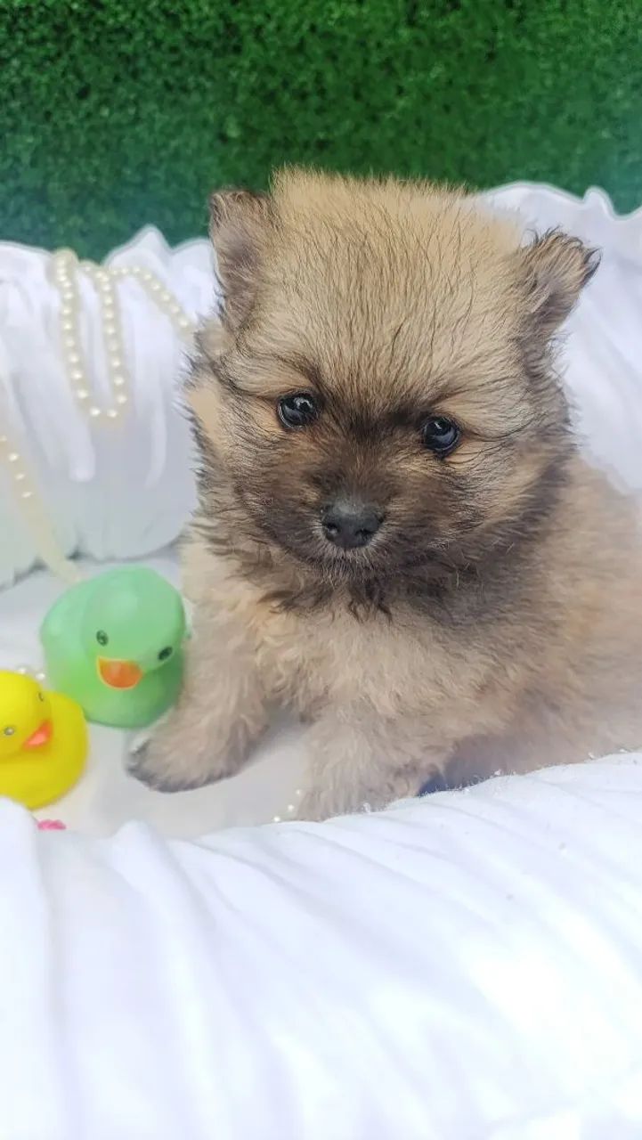 Lulu Spitz 