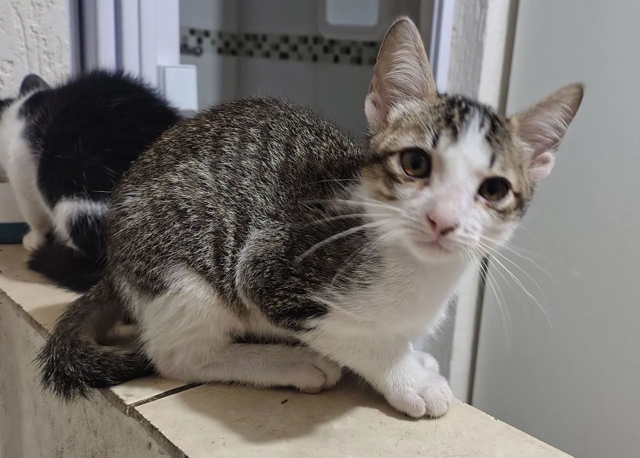 Zé Quindim (3 meses) para doação 