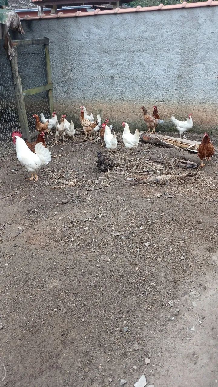 Aves galinhas 