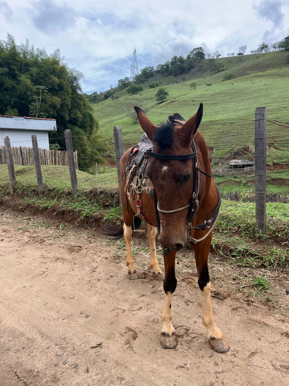 Cavalo marcha batida - Foto 4