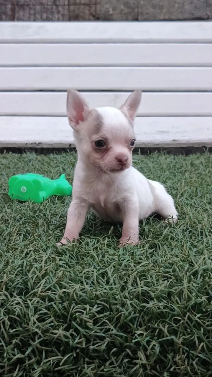 Chihuahua  - Foto 4