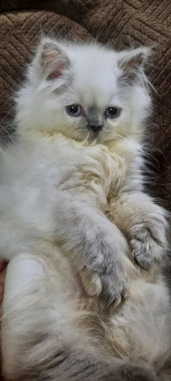 Filhote de gato persa - Foto 2