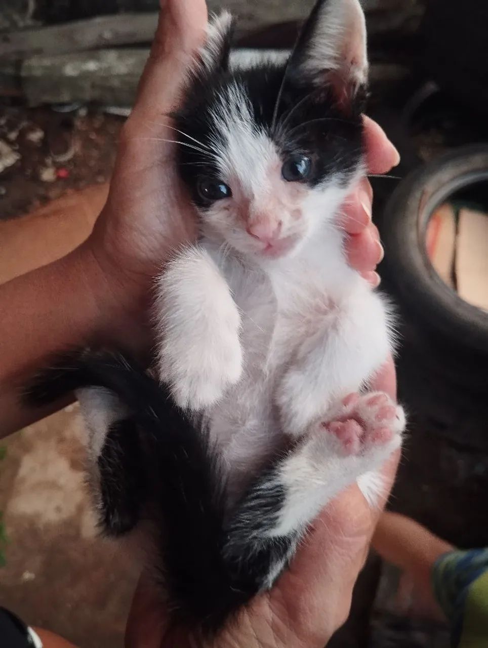 Doação GATO - Foto 3