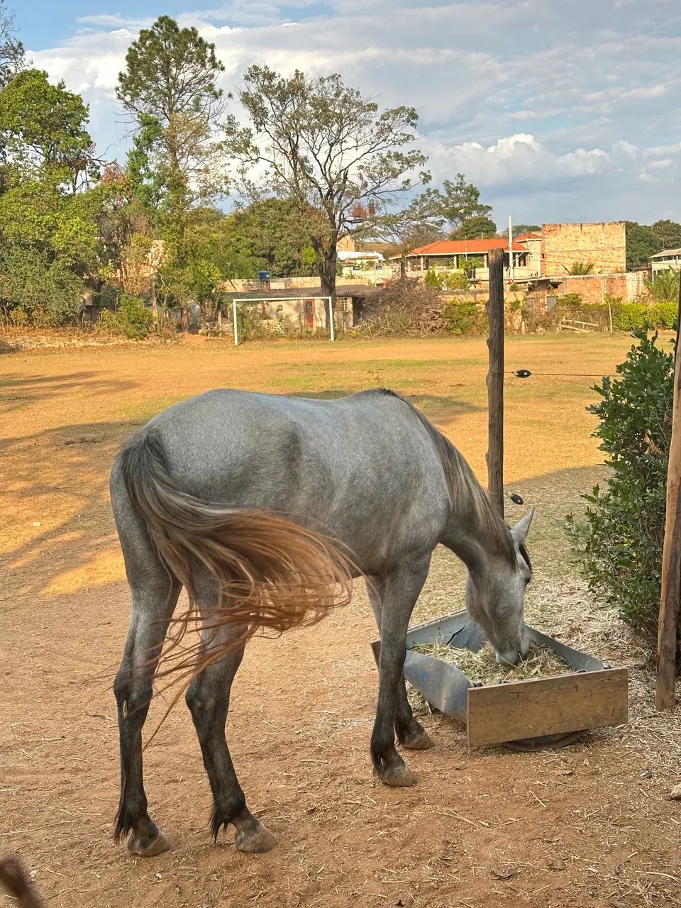 Potras Quarto de milha