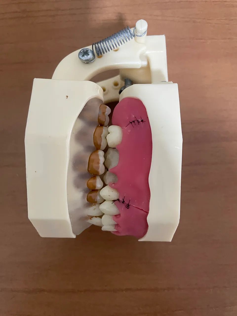 Manequim periodontia orais