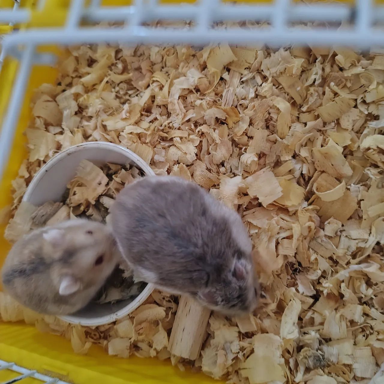 Hamster  - Foto 4