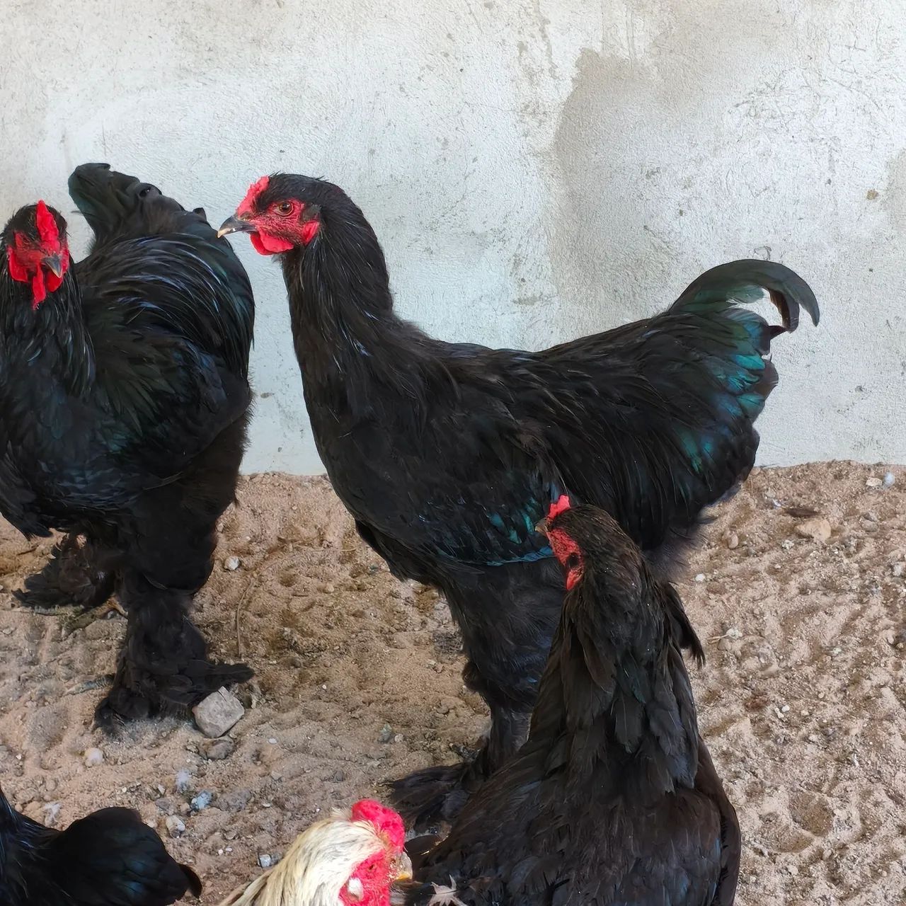 Galo, Frango Brahma  - Foto 5
