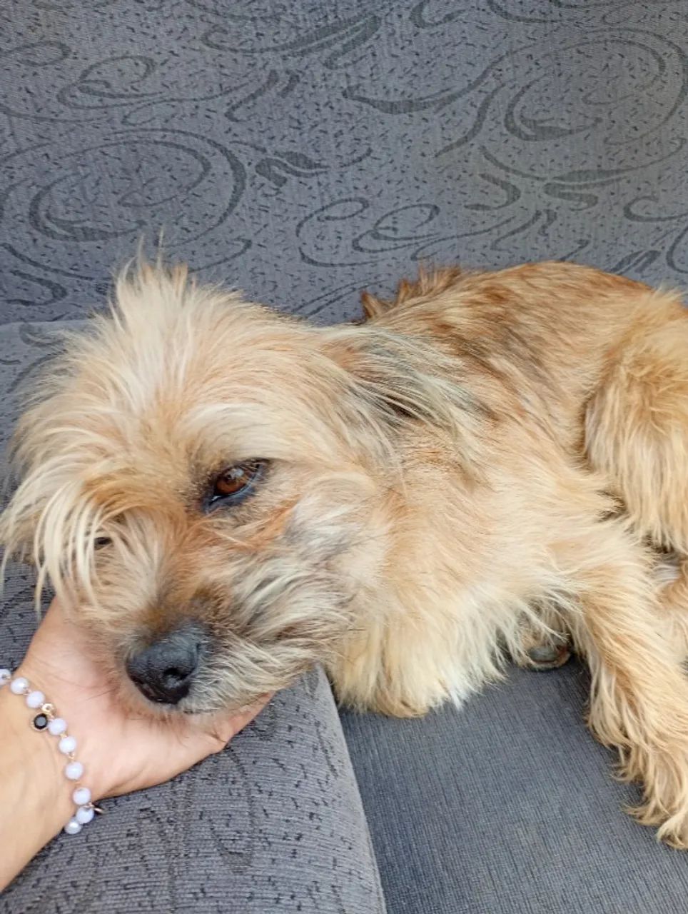 Cachorrinha - Foto 4