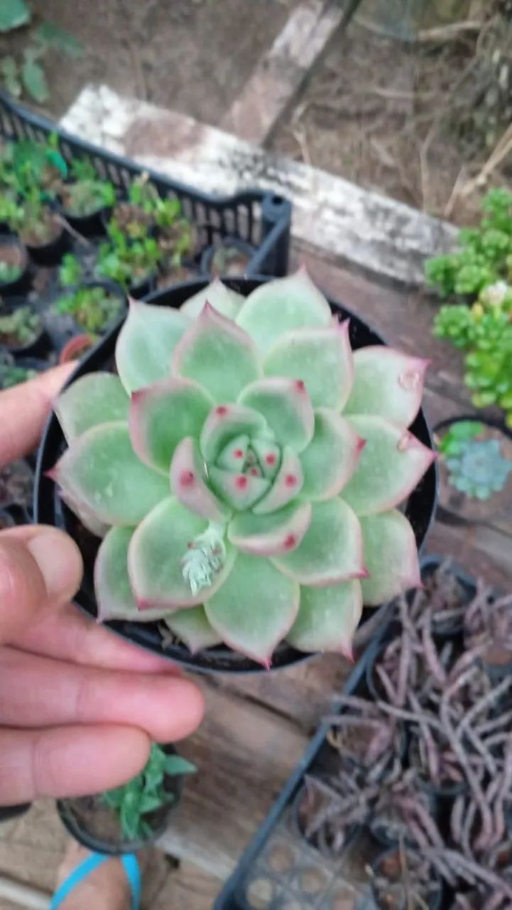 Suculentas lindas ? - Foto 3
