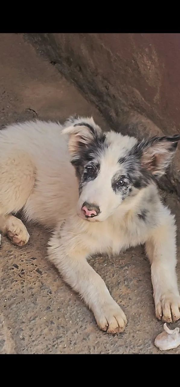 BORDER COLLIE'S  - Foto 2