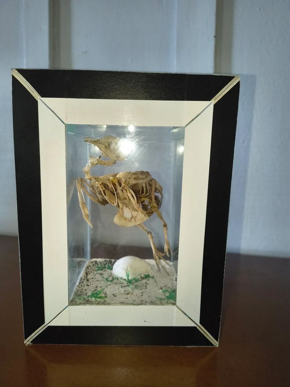 Vendo esqueleto de pássaro colecionador  - Foto 3