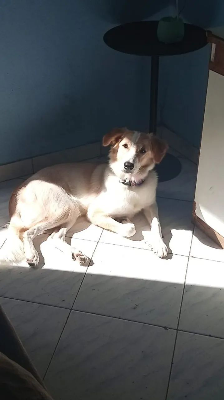 Doação responsável  - Foto 2