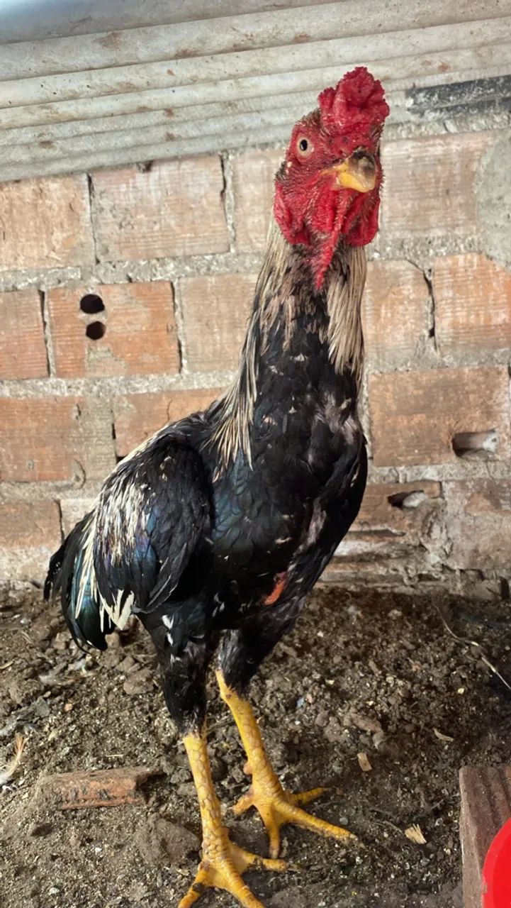 Frango de raça  - Foto 2