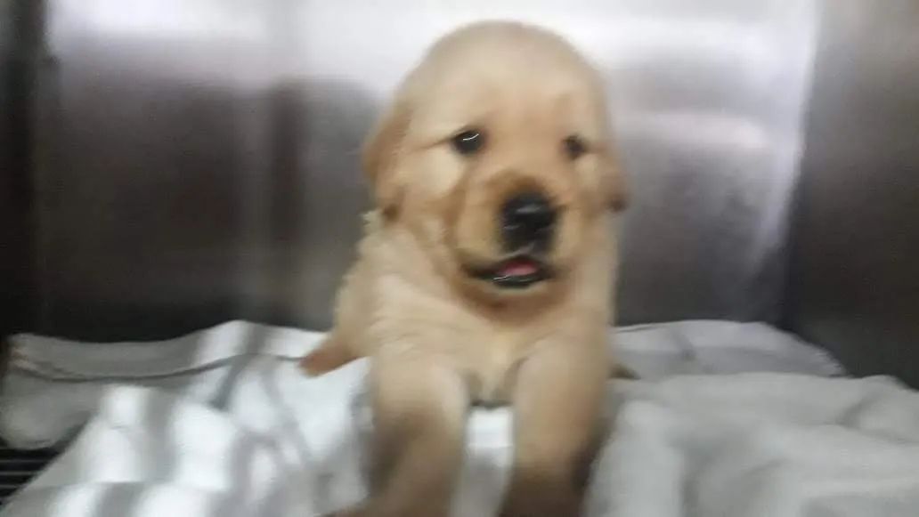 Golden Retriver macho  - Foto 3