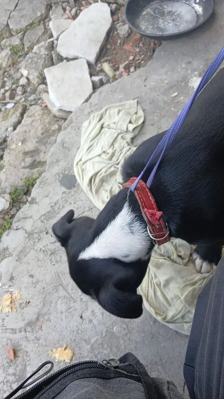 Cachorro  - Foto 2