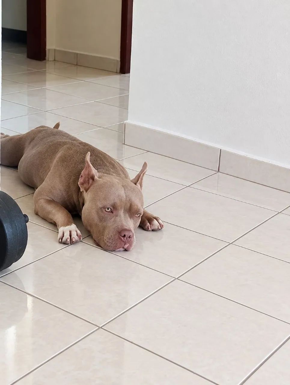 Procuro American Bully macho micro - Foto 3