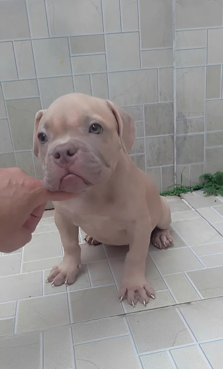 American Bully ( Micro ) - Foto 3