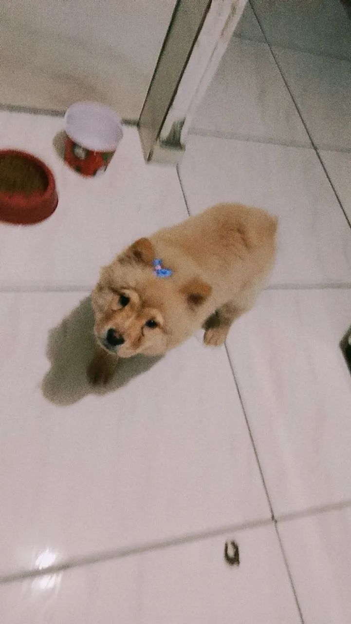 Pet - Foto 2