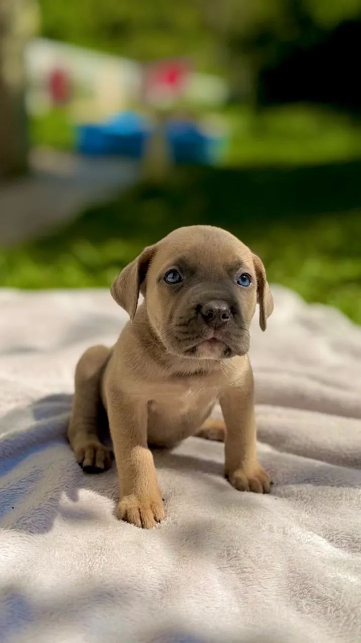 Cane corso Formentino - Foto 2