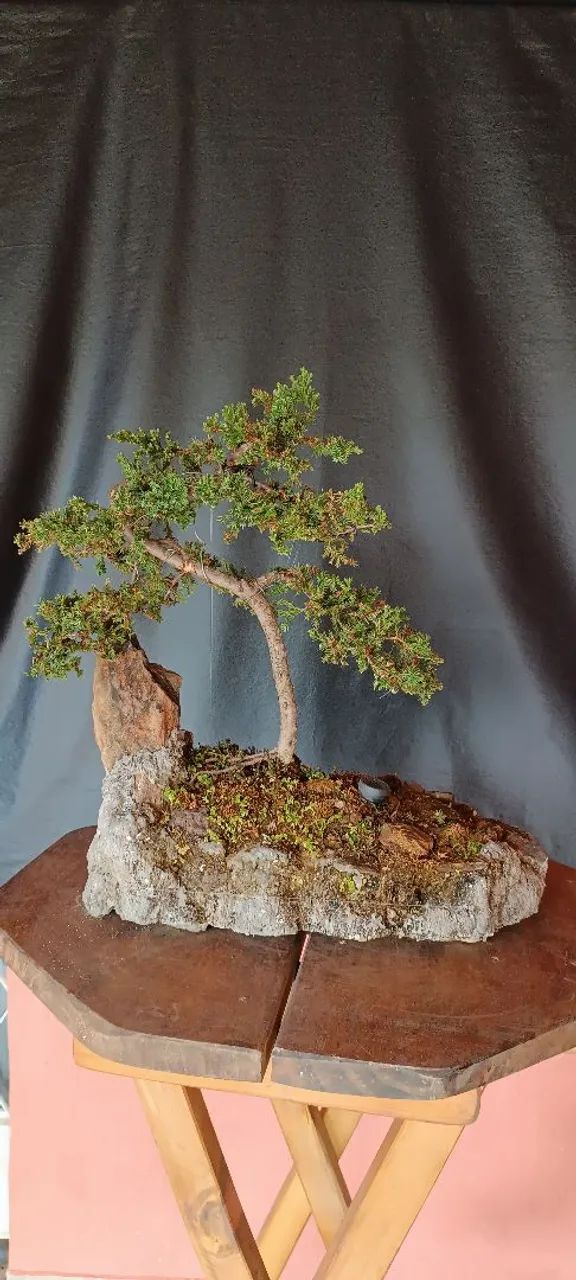 Lindo Bonsai de juniperus! - Foto 5
