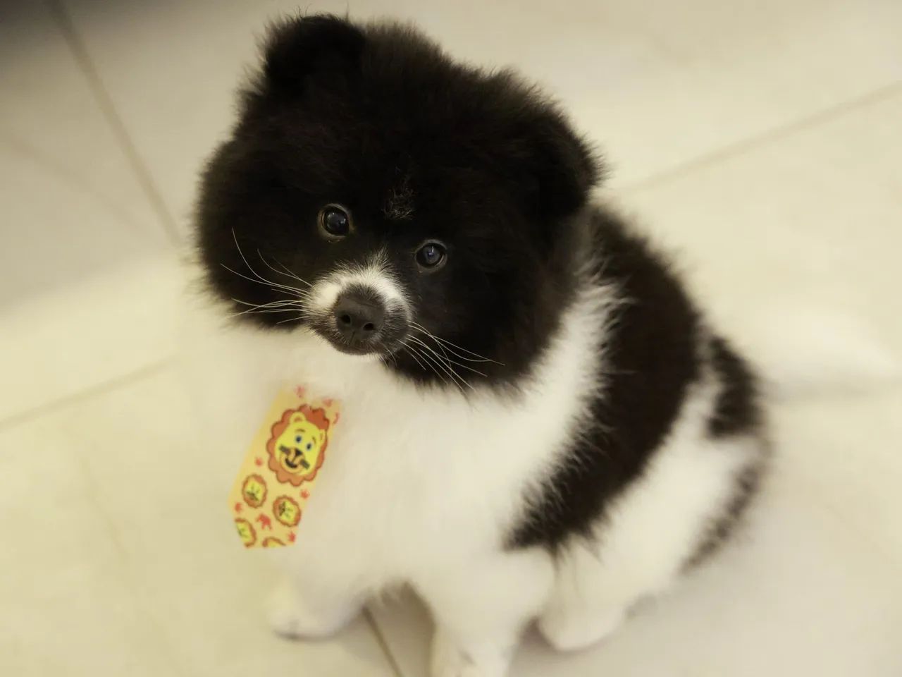 Filhote Macho Pomsky Mini - Merle