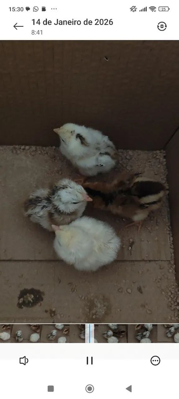 Pintos de índio gigante 