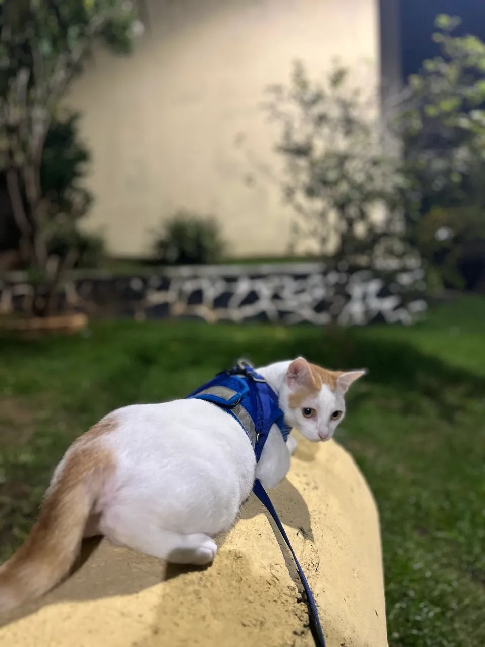 Doação de gata adulta  - Foto 4