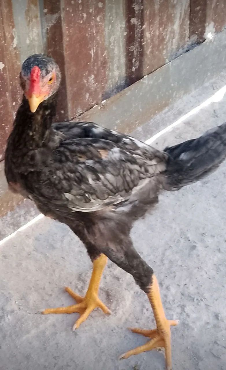 FRANGO ÍNDIO PURO - Foto 4