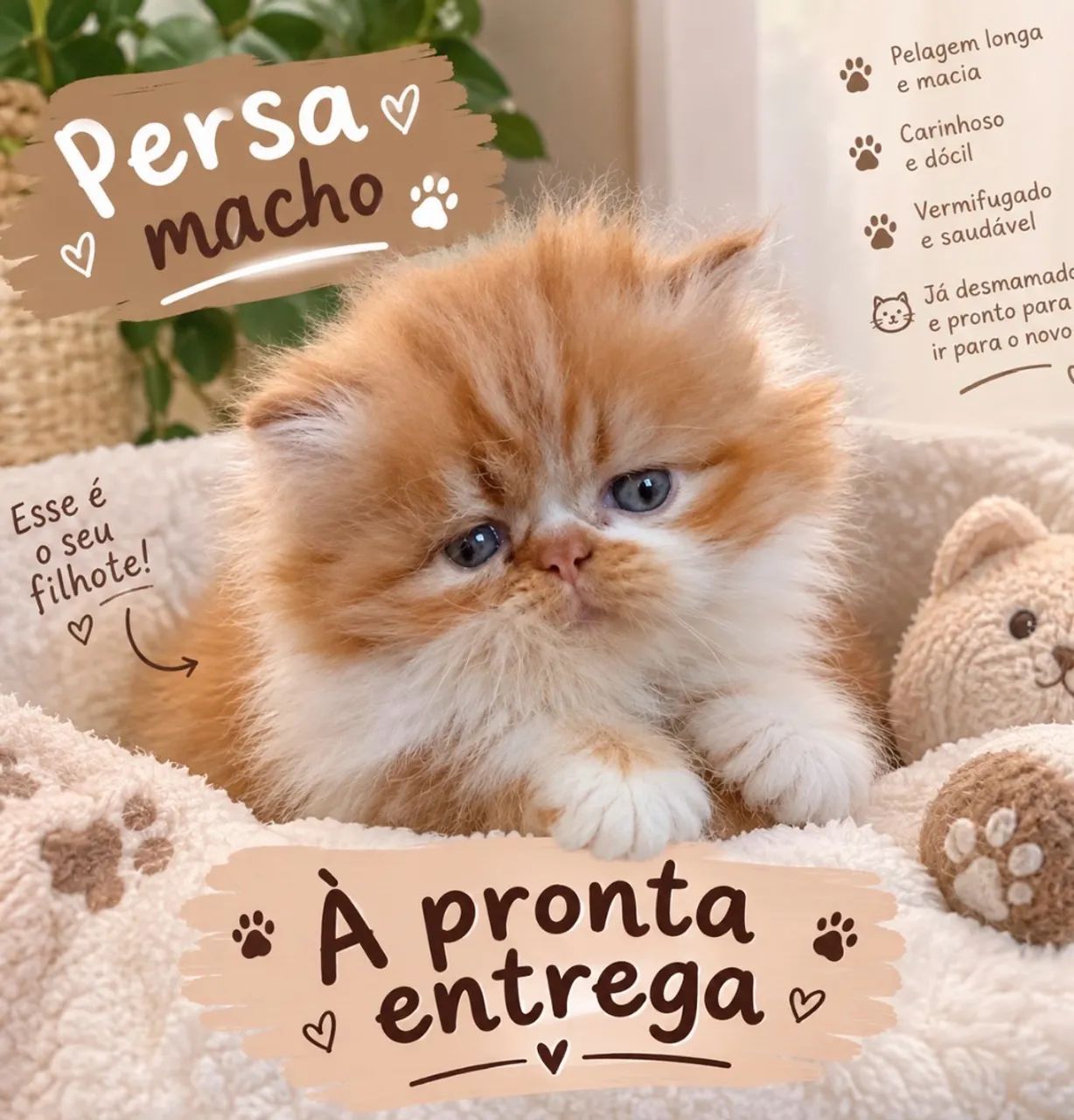 persa macho