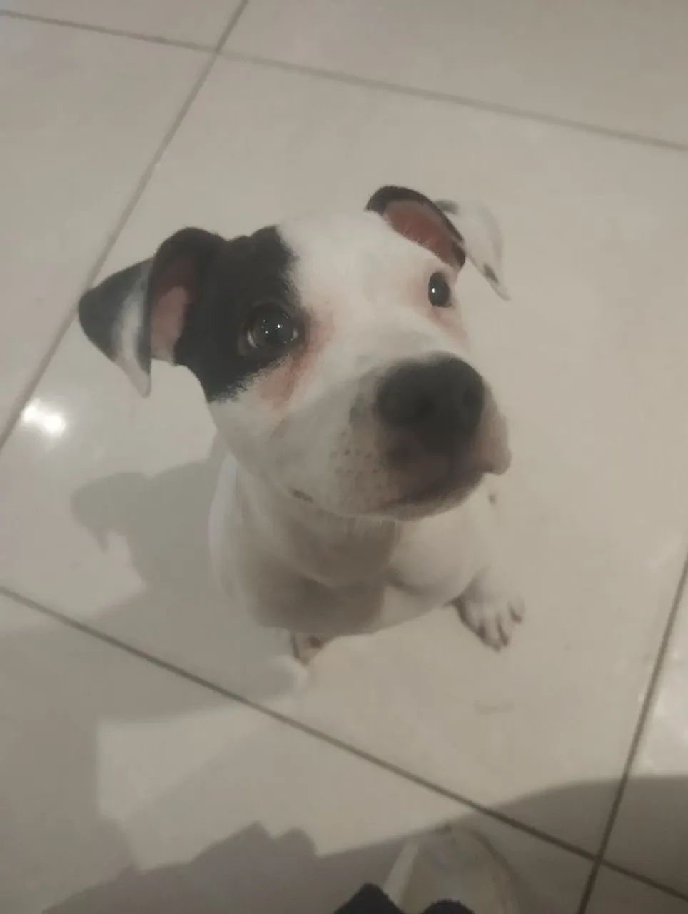 AMERICAN BULLY FILHOTE  - Foto 3