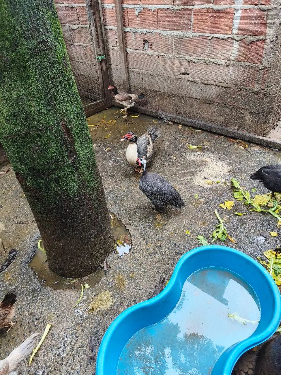 Vendo casal de galinha da Angola 